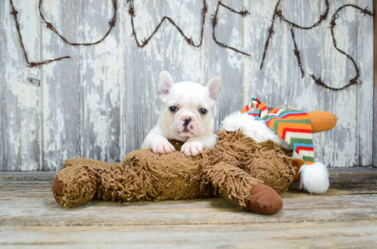 Best French Bulldog Baby