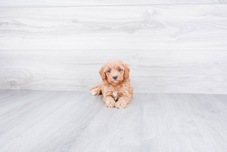 Mini Goldendoodle Pup Being Cute