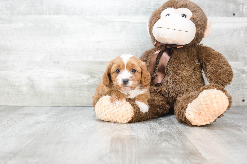 Cavapoo Puppy for Adoption