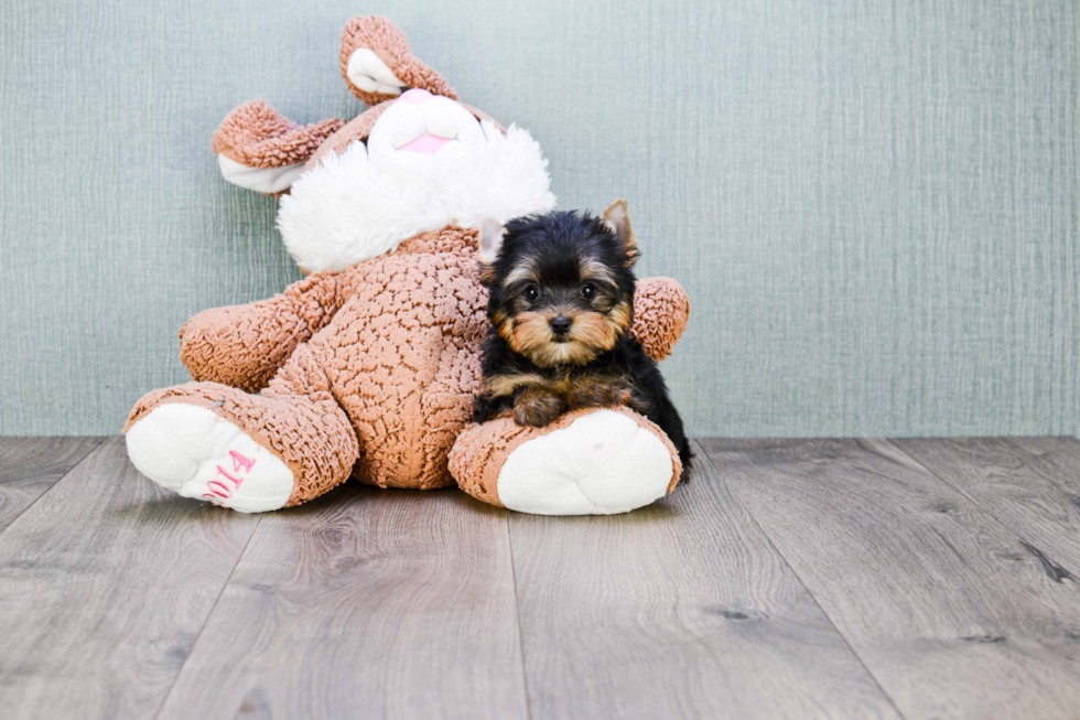 Meet Victoria - our Yorkshire Terrier Puppy Photo 