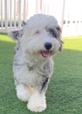 Hypoallergenic Mini Sheepadoodle Poodle Mix Pup