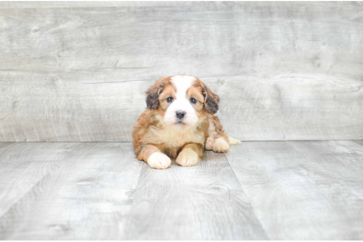 Mini Bernedoodle Puppy for Adoption