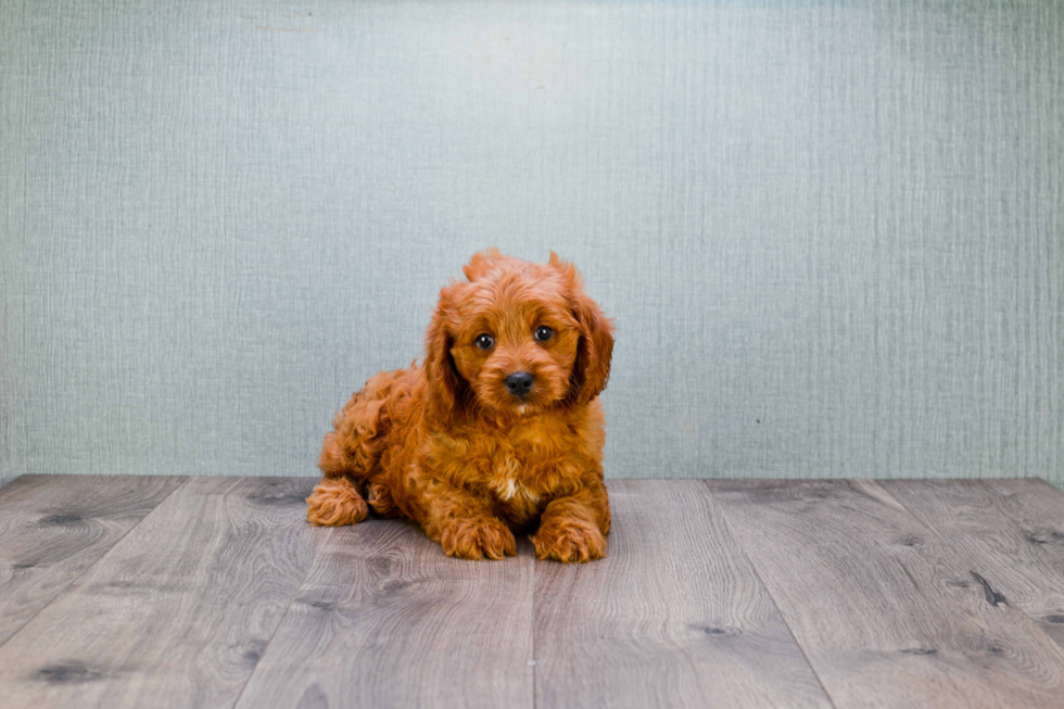 Best Mini Goldendoodle Baby