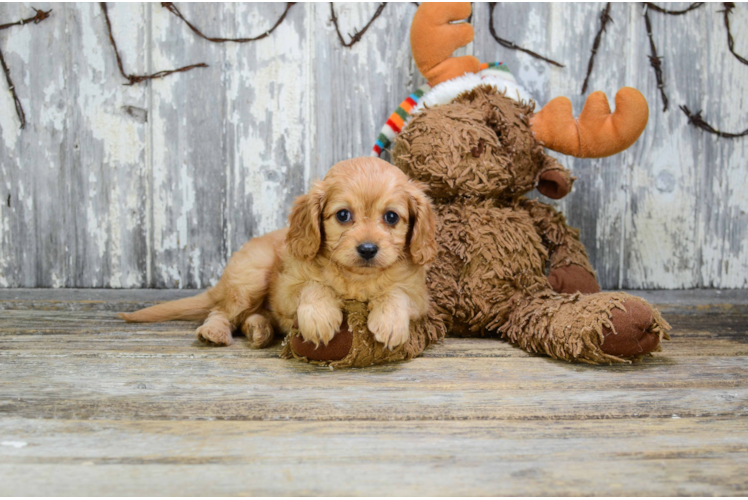 Adorable Cavoodle Poodle Mix Puppy