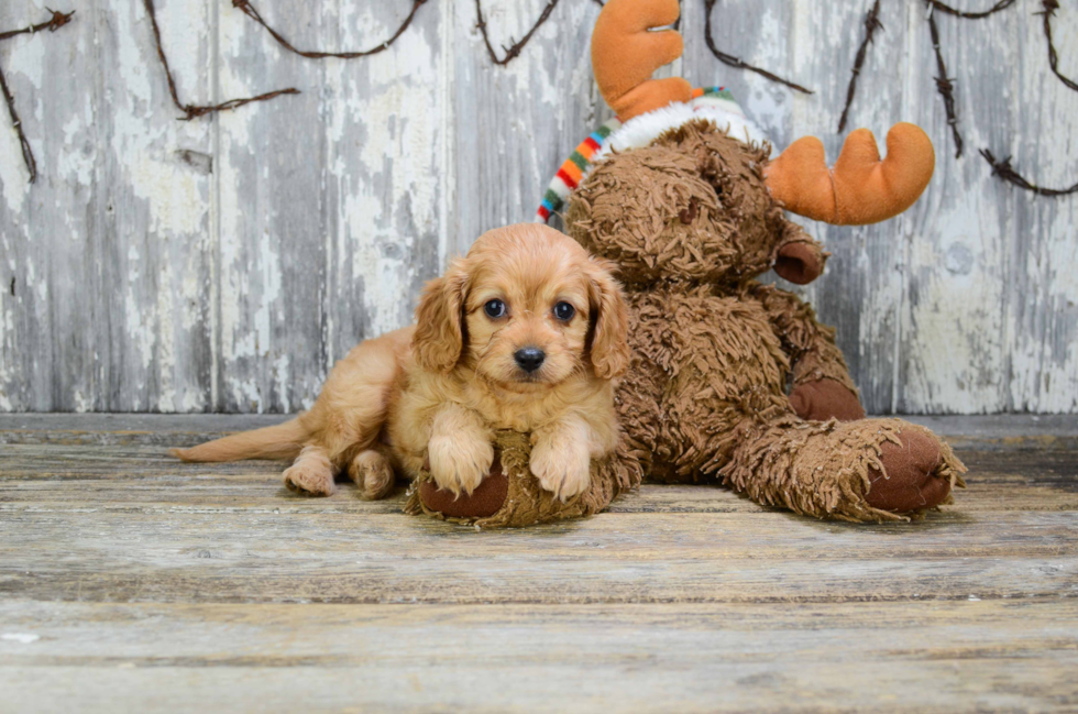 Adorable Cavoodle Poodle Mix Puppy