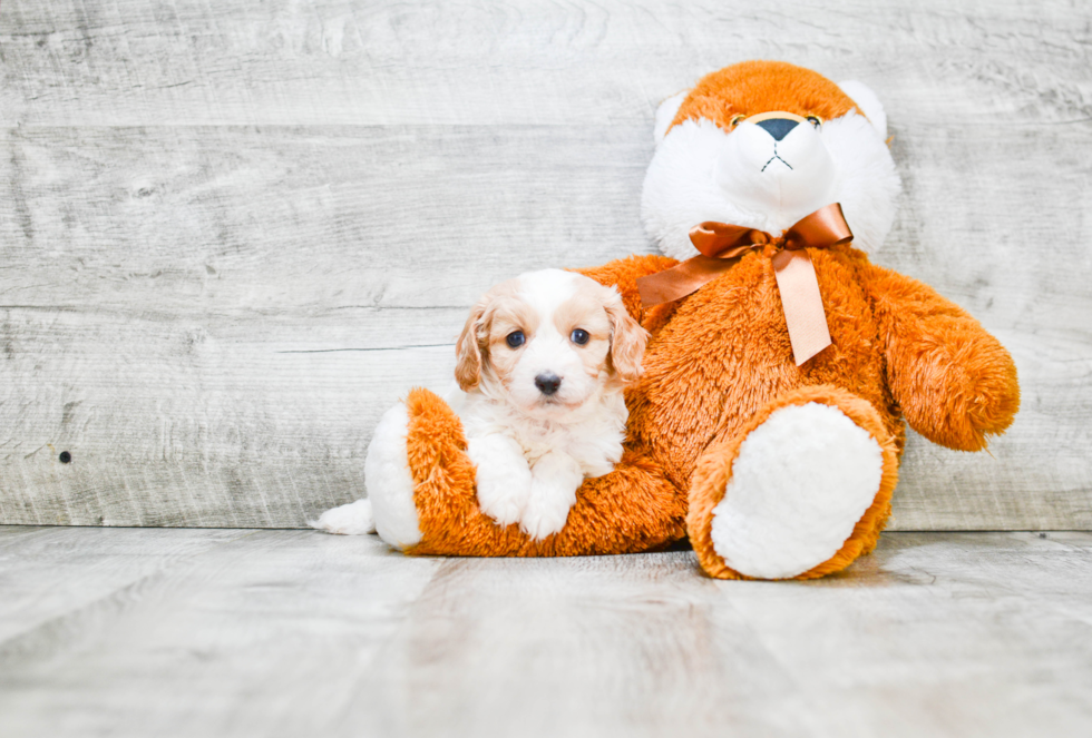 Best Cavapoo Baby