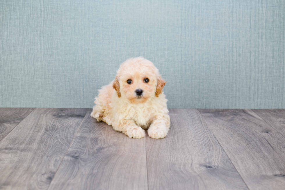 Adorable Maltese Poodle Poodle Mix Puppy