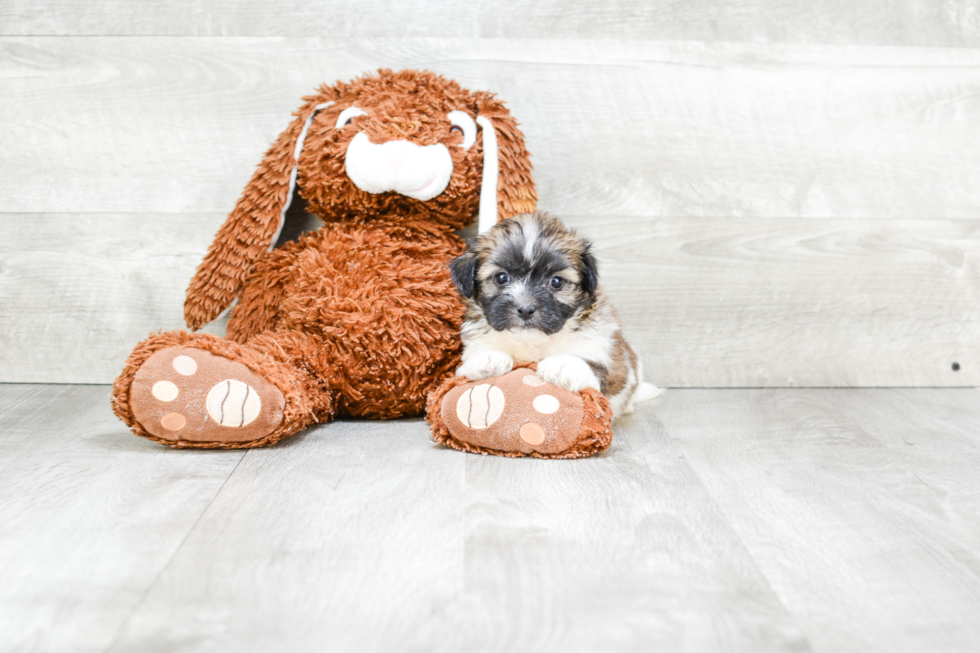 Popular Teddy Bear Designer Pup