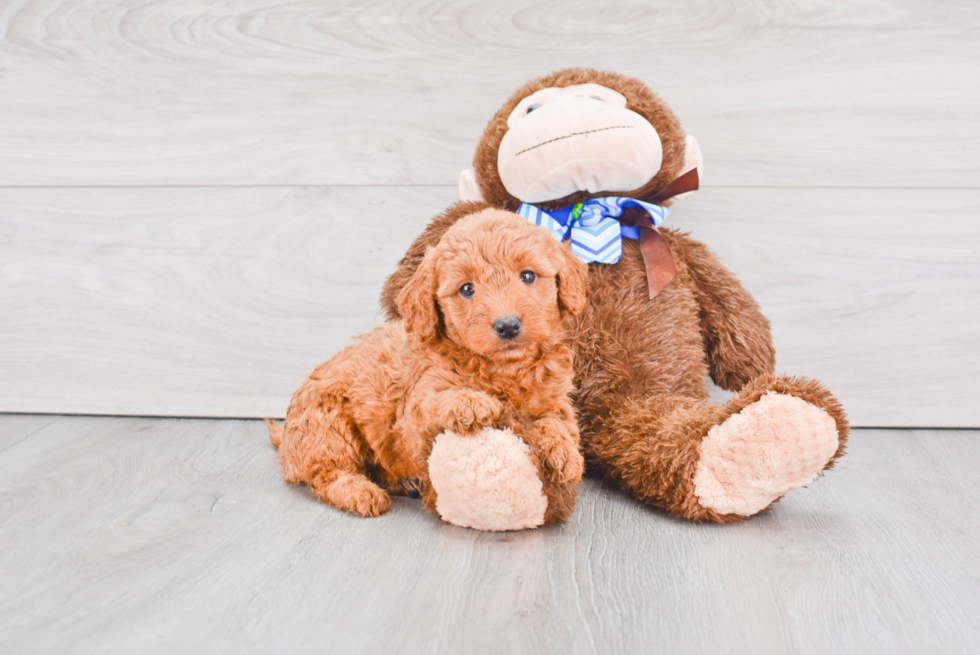 Popular Mini Goldendoodle Poodle Mix Pup