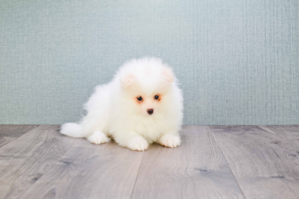 Pomeranian Puppy for Adoption