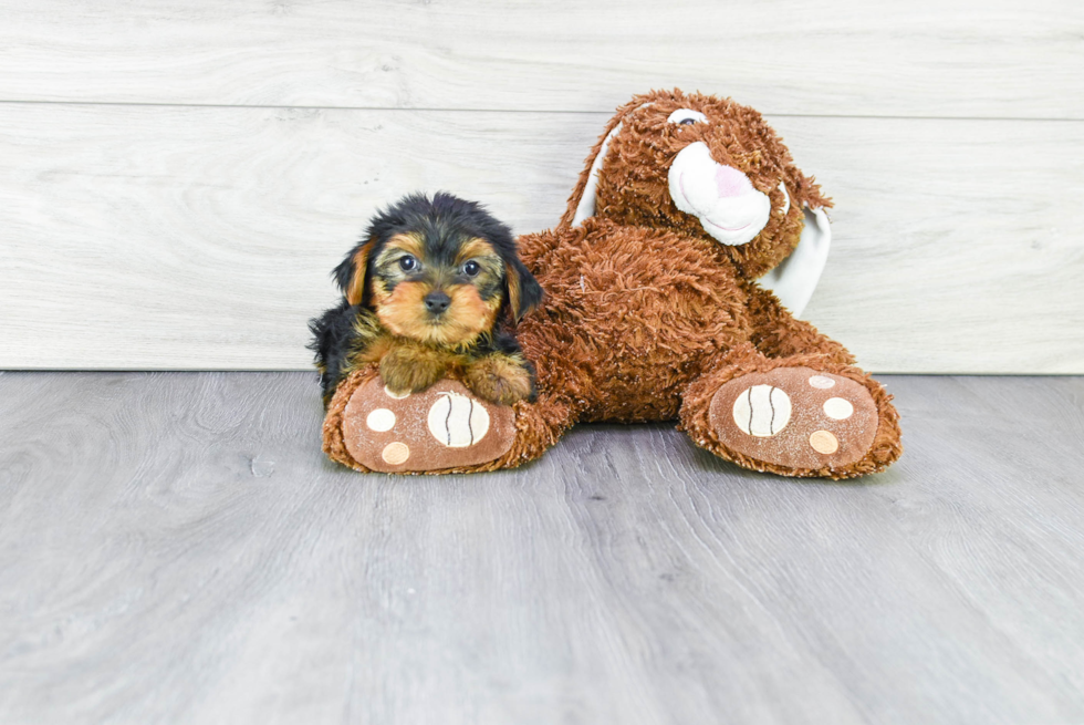 Meet Izzie - our Yorkshire Terrier Puppy Photo 