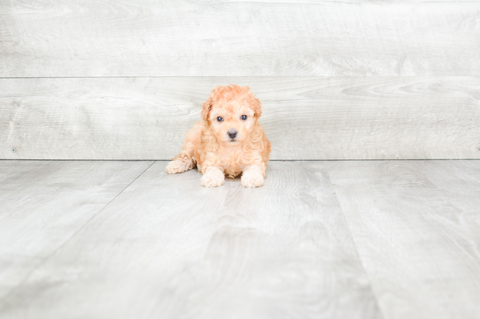 Adorable Maltepoo Poodle Mix Puppy