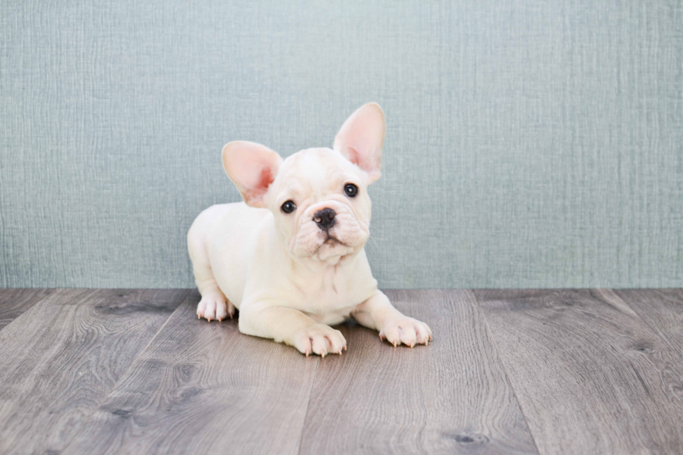 Akc Registered French Bulldog Baby