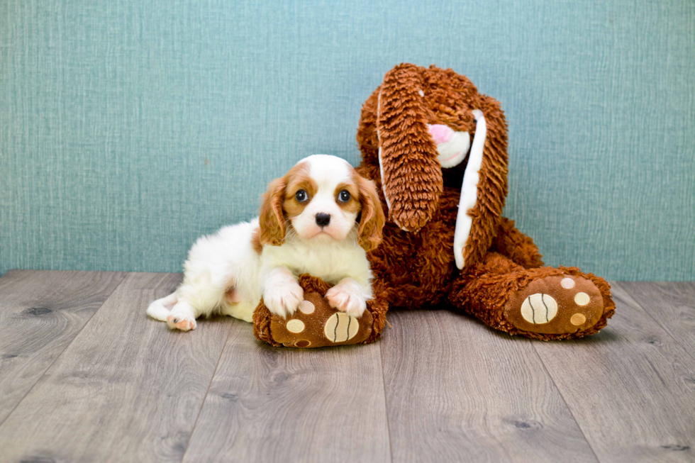 Best Cavalier King Charles Spaniel Baby