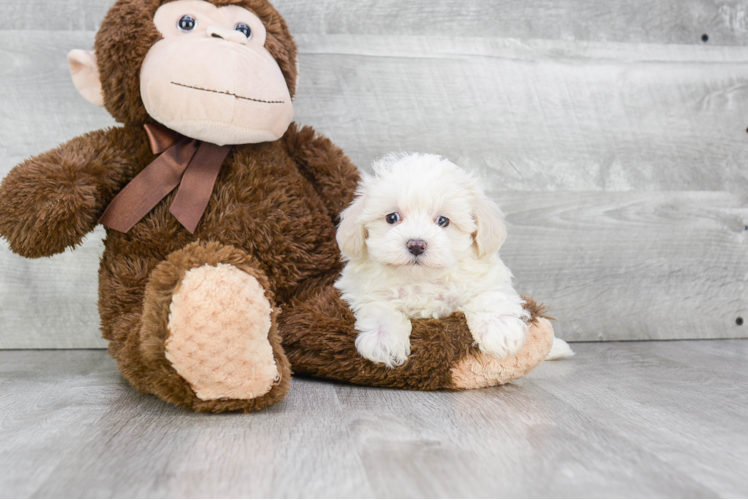 Happy Maltipoo Baby