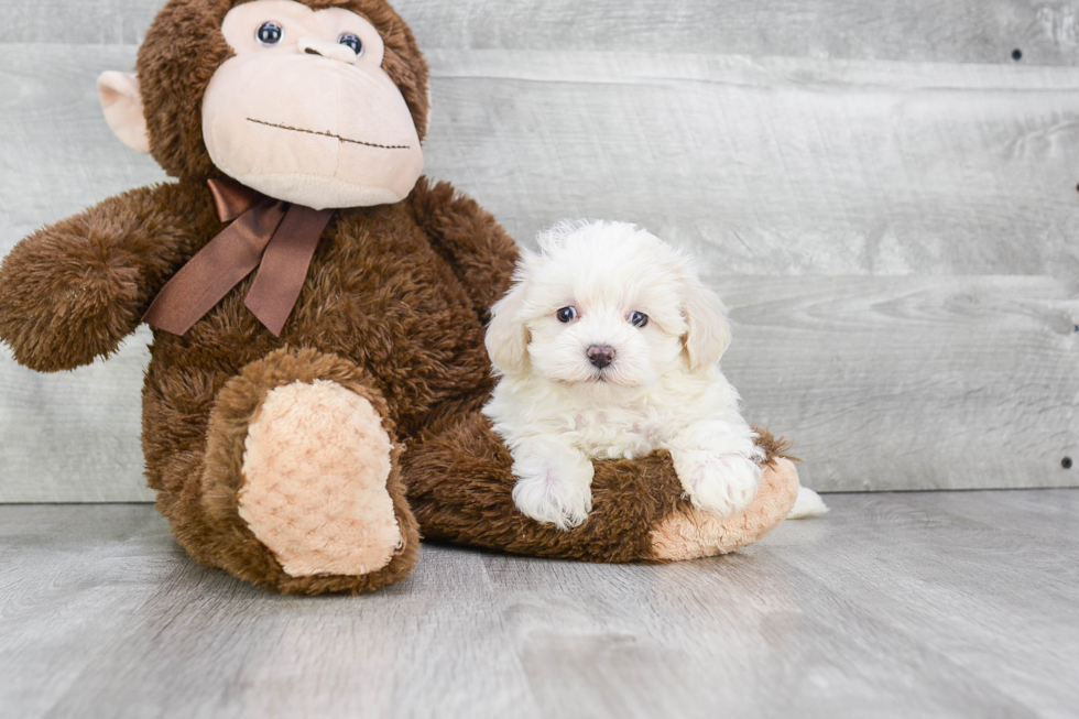 Happy Maltipoo Baby