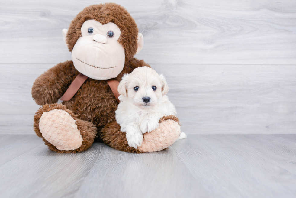 Fluffy Maltipoo Poodle Mix Pup