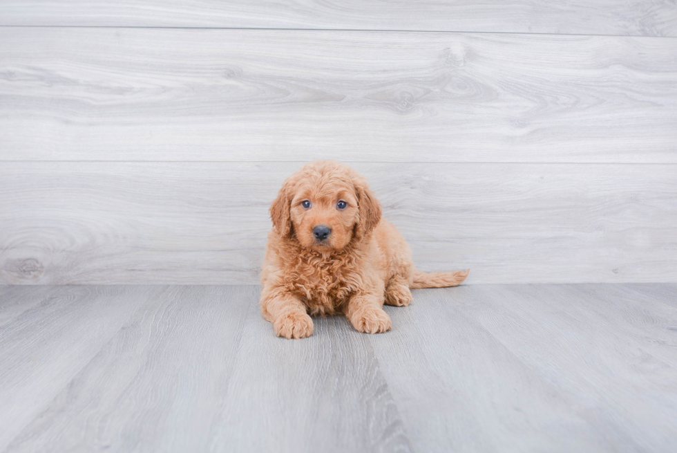 Best Mini Goldendoodle Baby