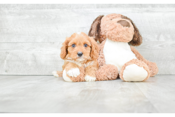 Small Cavapoo Baby