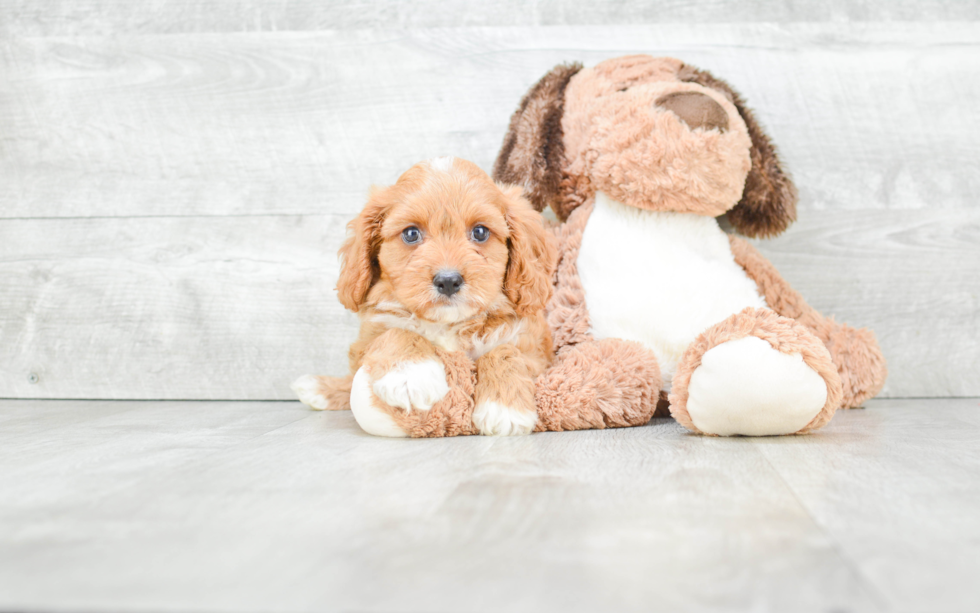 Small Cavapoo Baby