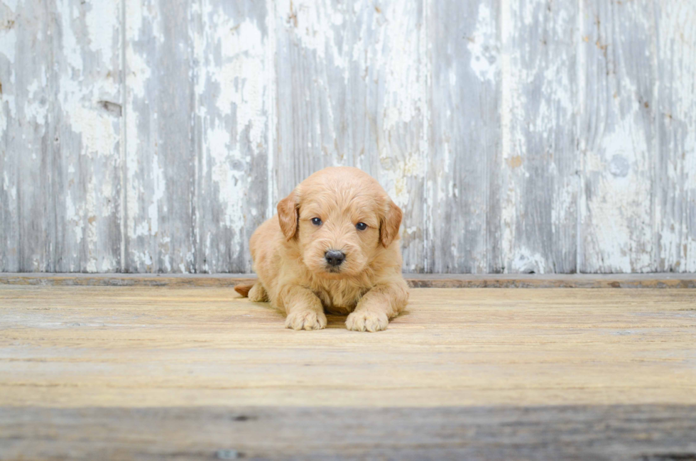 Mini Goldendoodle Puppy for Adoption