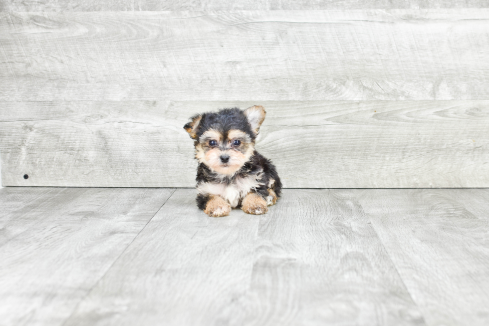 Energetic Yorkie Designer Puppy