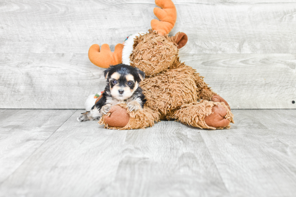 Fluffy Morkie Designer Pup