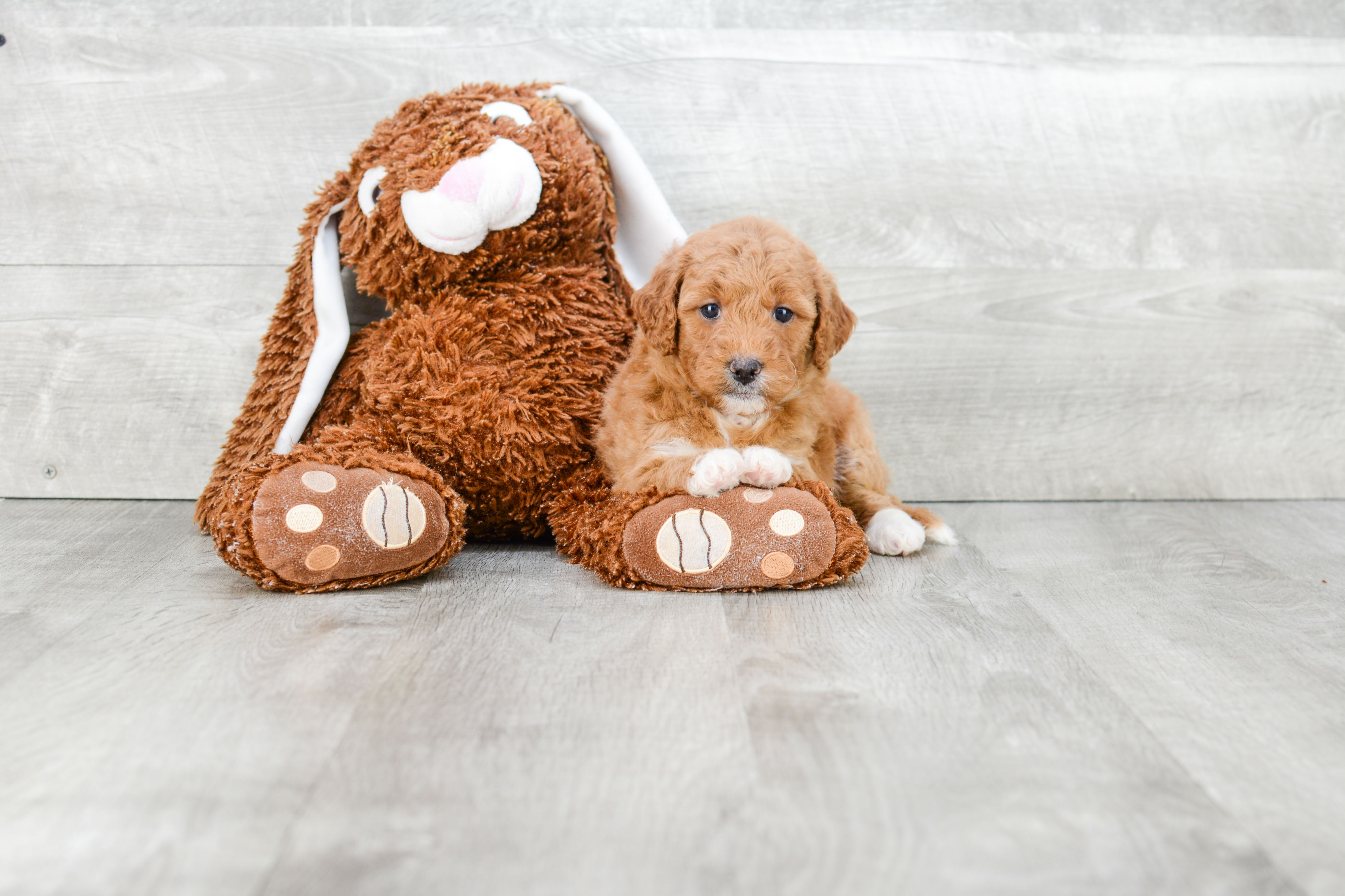 Cute Mini Goldendoodle Baby
