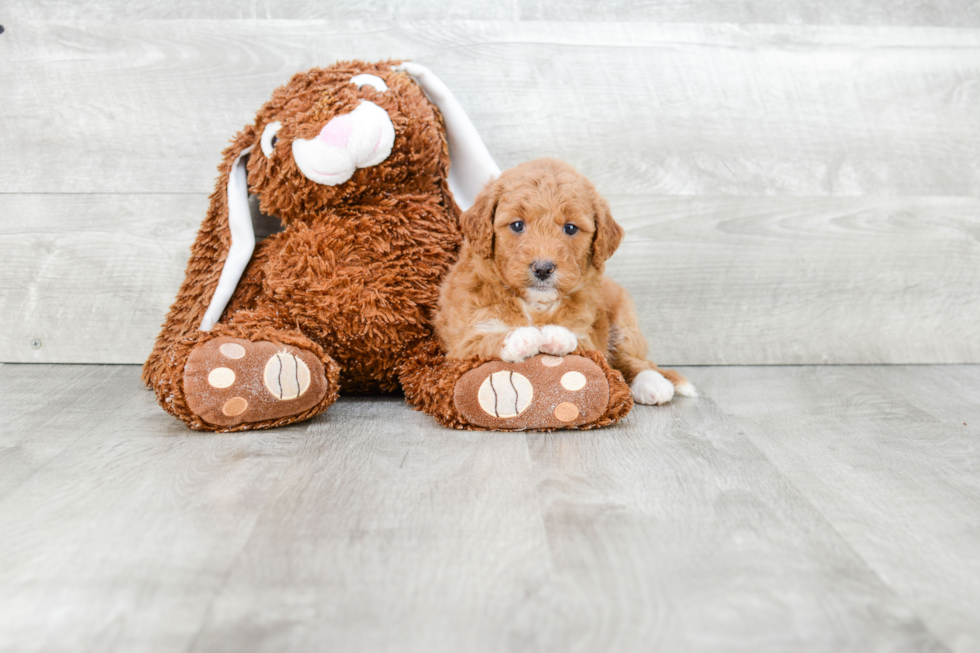 Cute Mini Goldendoodle Baby