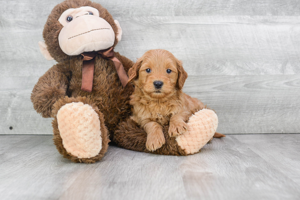 Petite Mini Goldendoodle Poodle Mix Pup