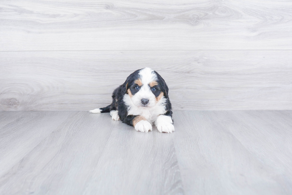 Energetic Bernadoodle Poodle Mix Puppy