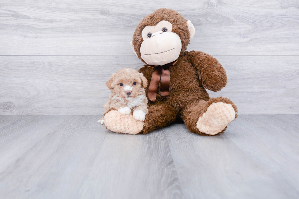 Petite Maltipoo Poodle Mix Pup