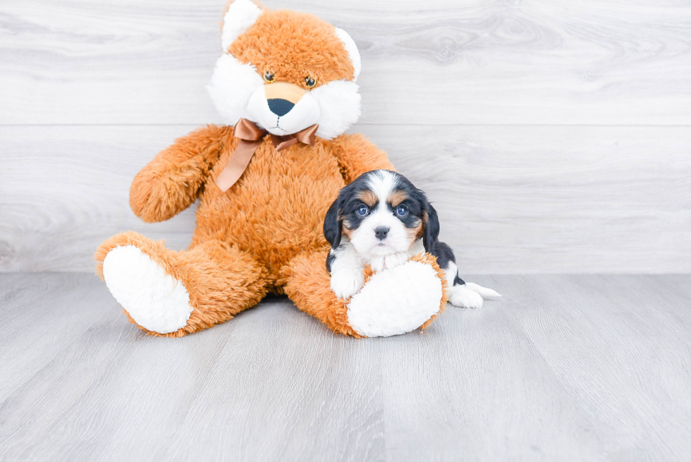 Best Cavalier King Charles Spaniel Baby