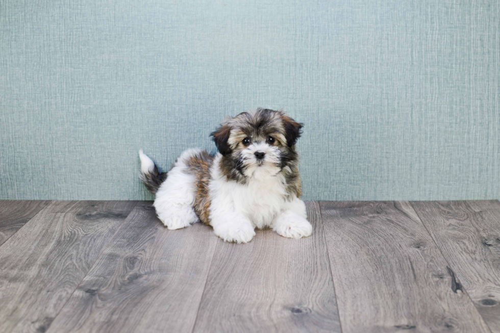 Havanese Puppy for Adoption