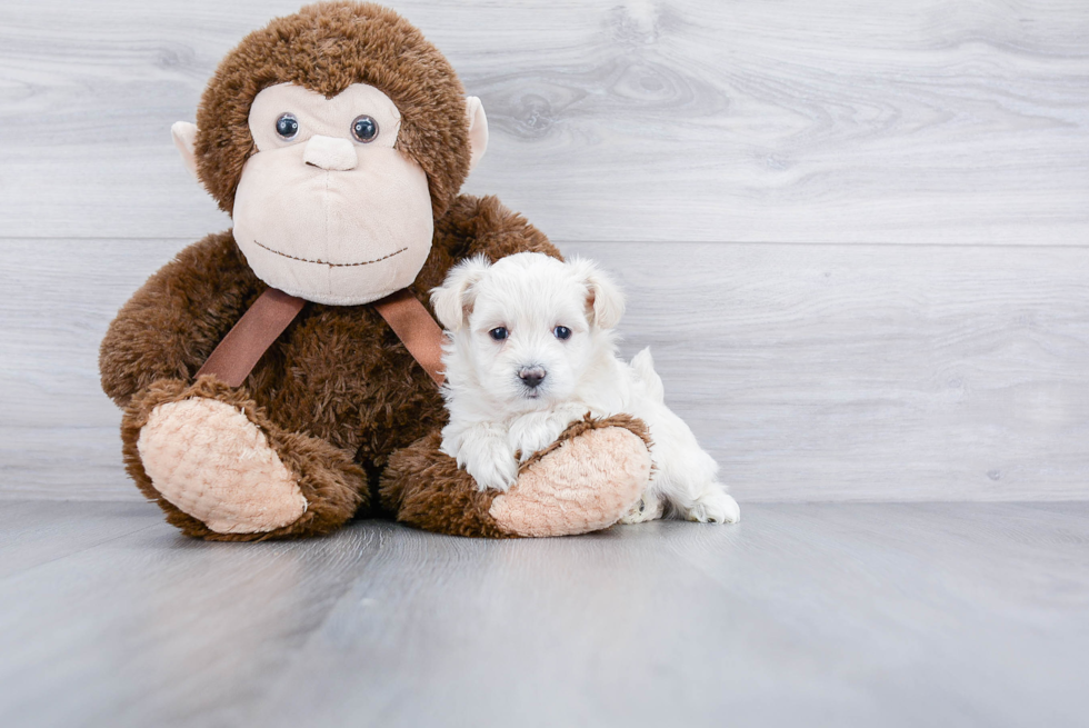 Maltipoo Puppy for Adoption