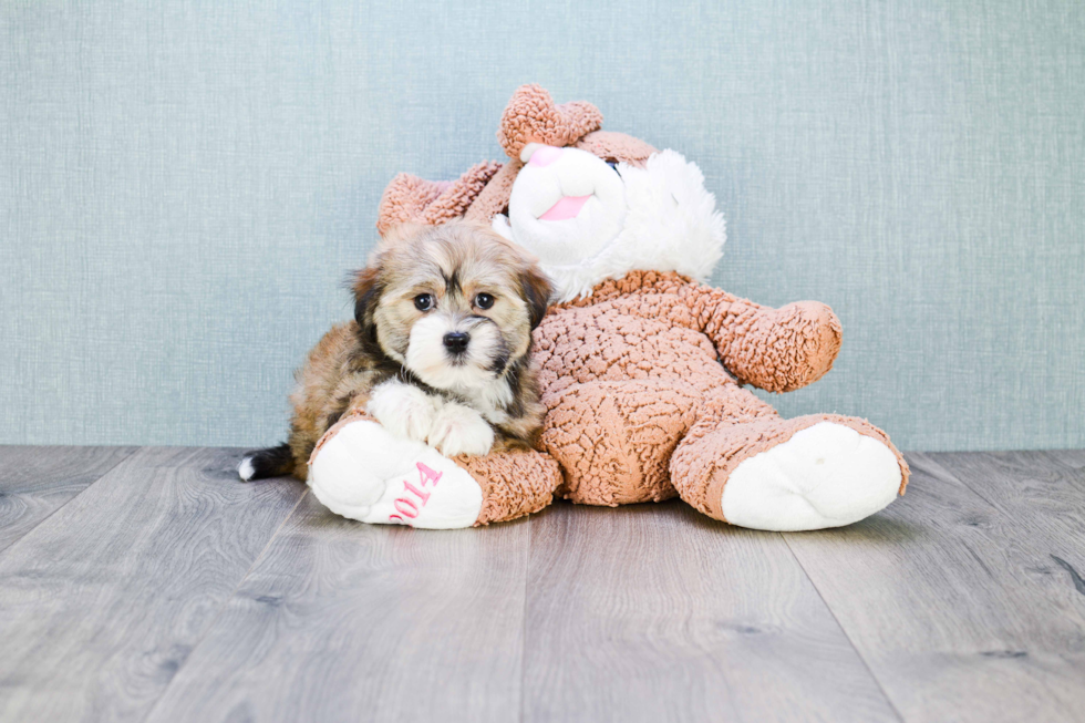 Akc Registered Havanese Purebred Pup