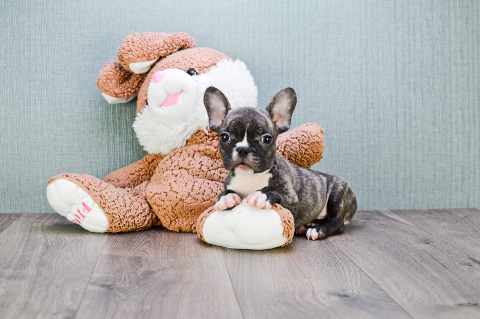 Best French Bulldog Baby