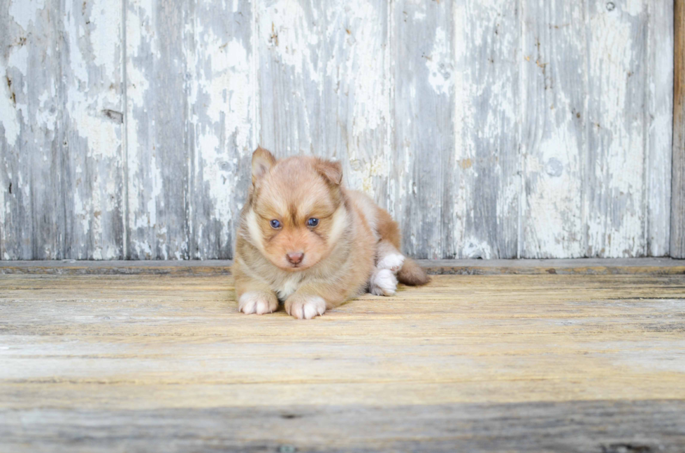 Best Pomsky Baby