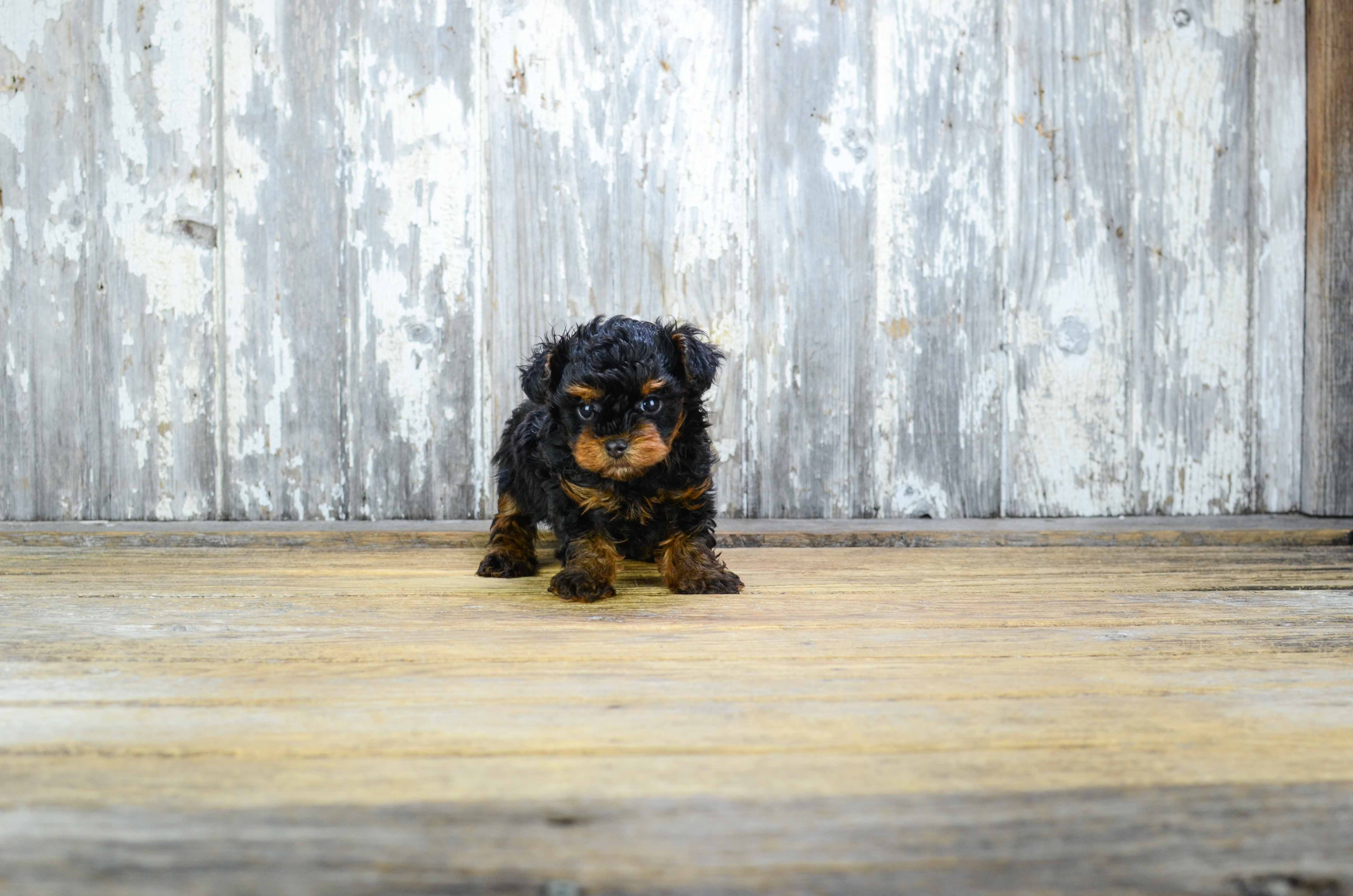 Smart Yorkie Poo Poodle Mix Pup