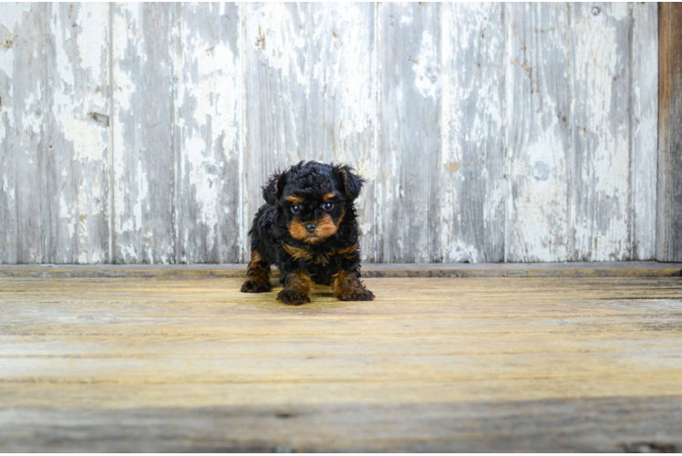 Smart Yorkie Poo Poodle Mix Pup