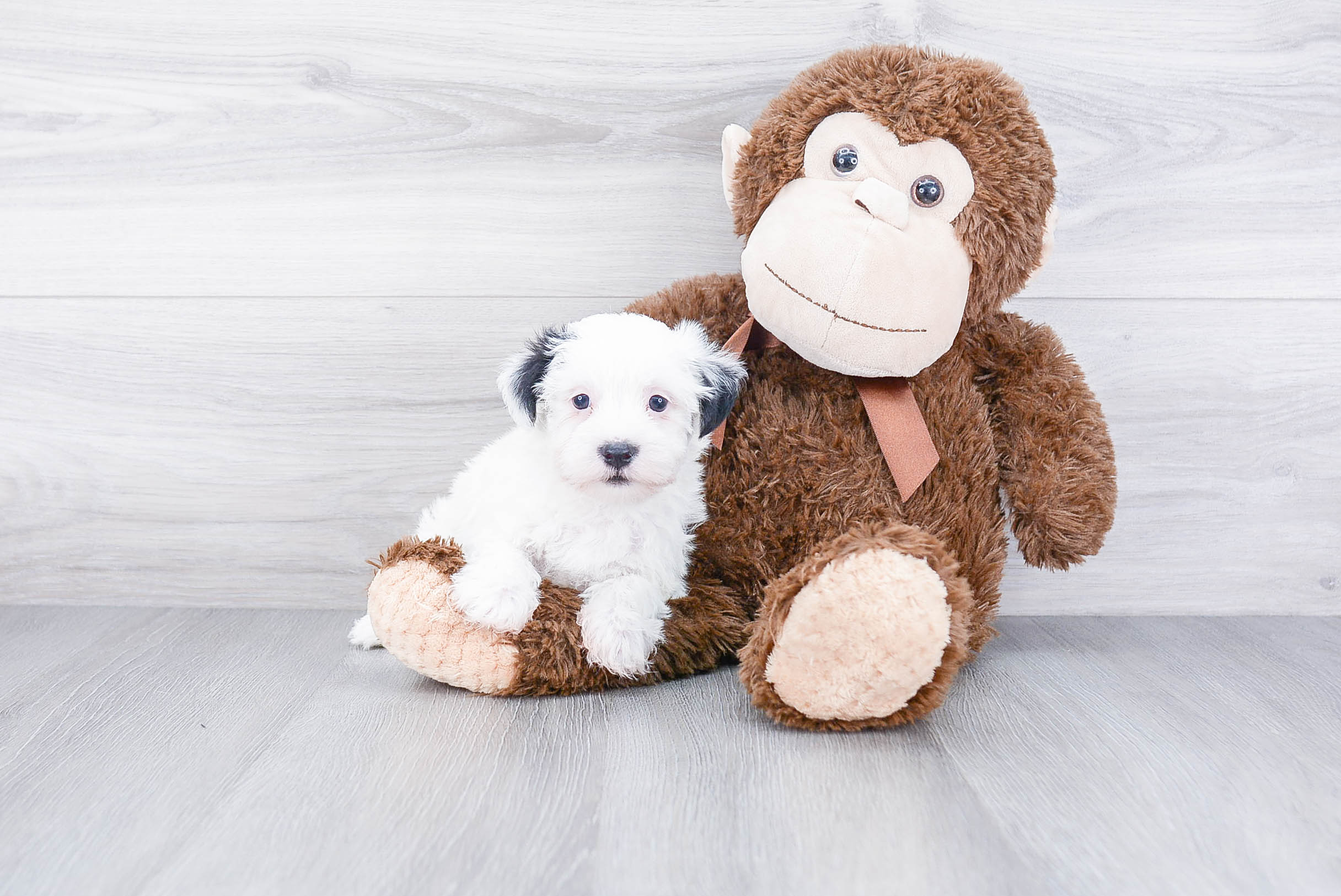 Adorable Yorkie Designer Puppy