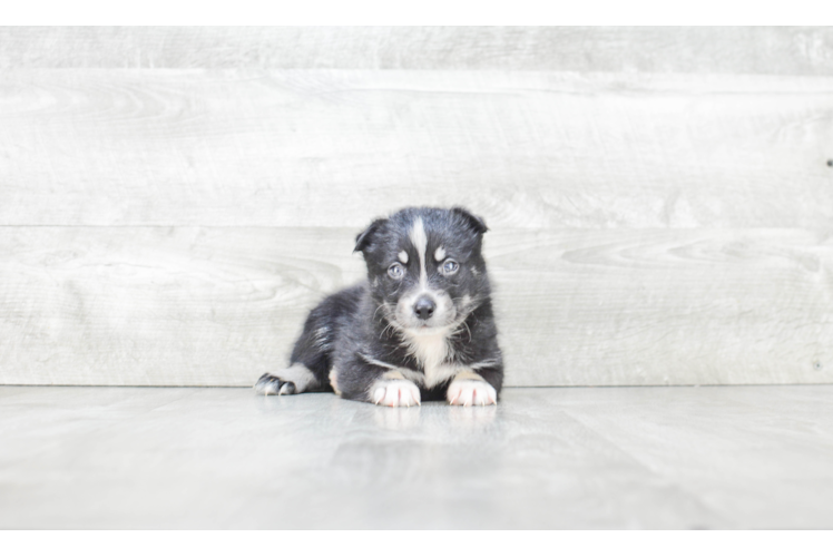 Cute Pomsky Baby