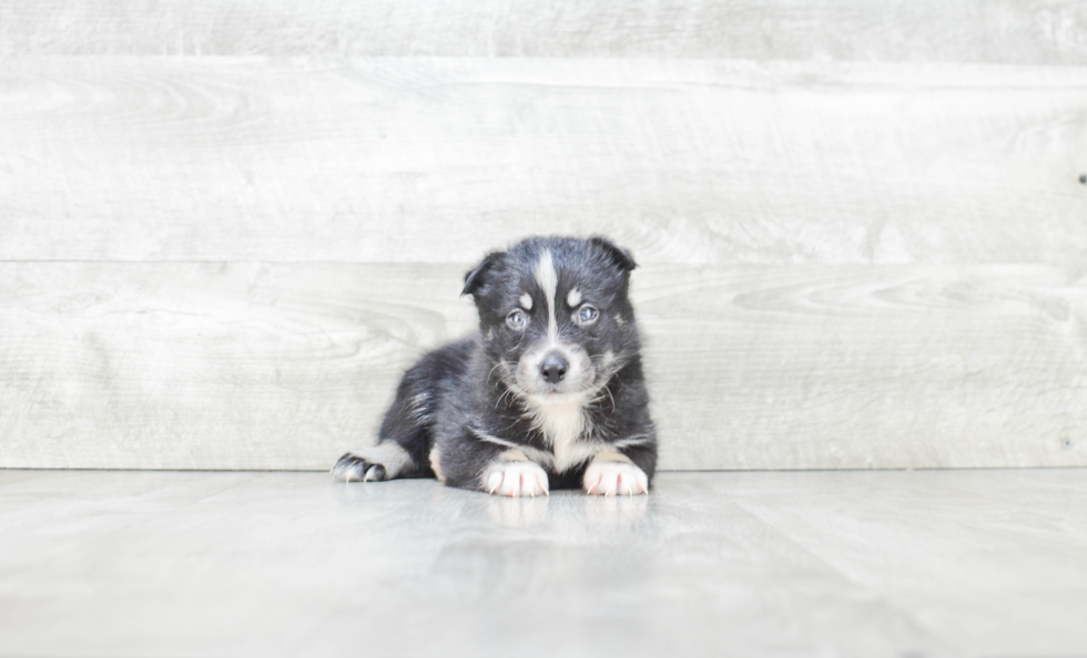 Cute Pomsky Baby