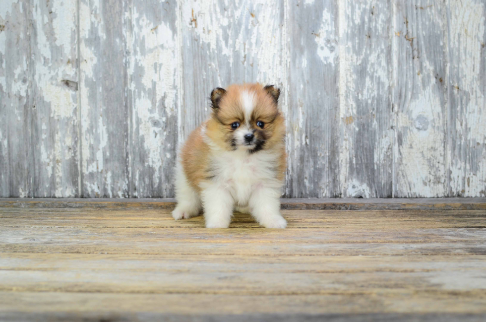 Best Pomeranian Baby