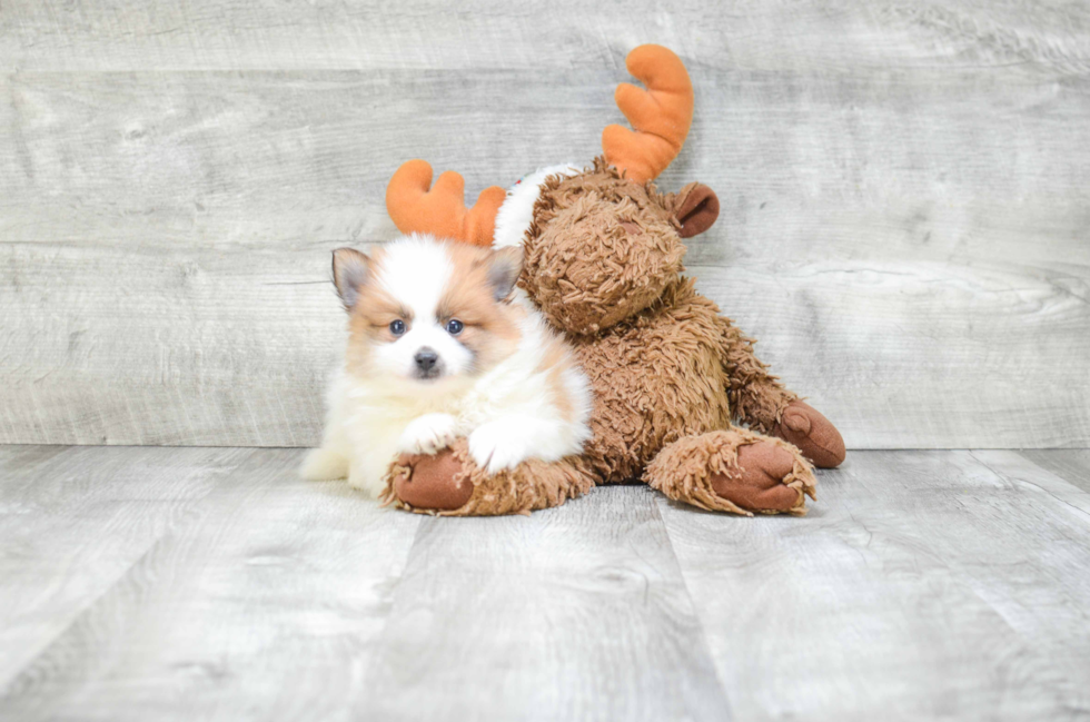 Pomeranian Pup Being Cute