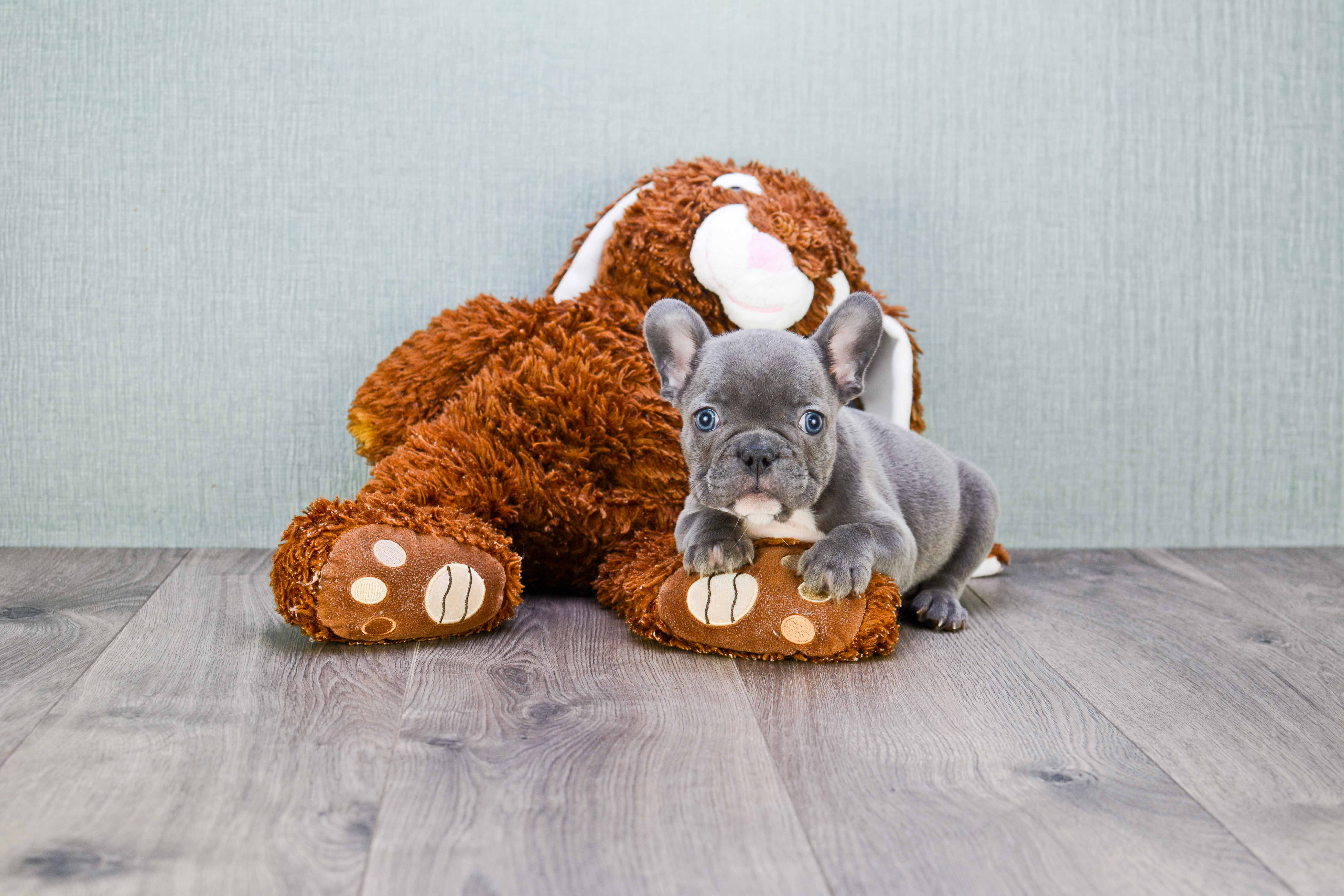 Best French Bulldog Baby