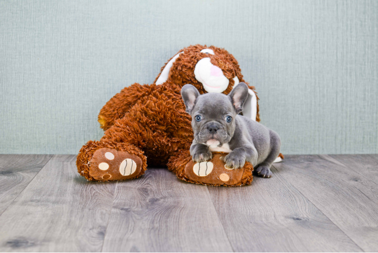 Best French Bulldog Baby