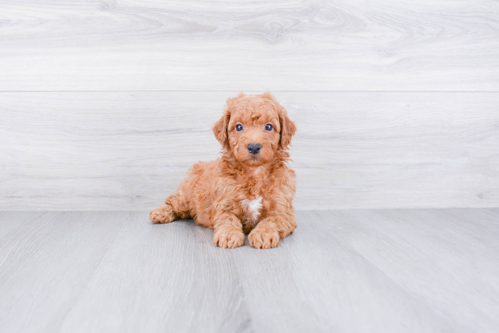 Mini Goldendoodle Puppy for Adoption