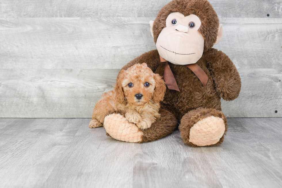 Fluffy Cavapoo Poodle Mix Pup