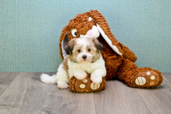 Smart Havanese Purebred Puppy